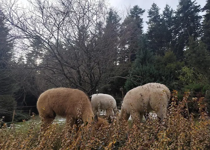 Zalasek Gospodarstwo Agroturystyczne Z Alpakami